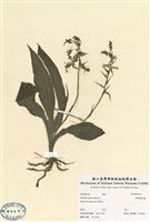 藏品(捲萼根節蘭)的圖片